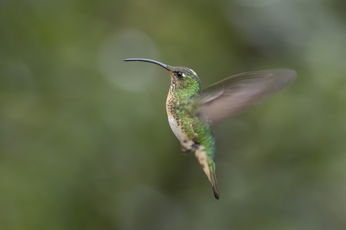 kolibřík aksamitový - ML615636443