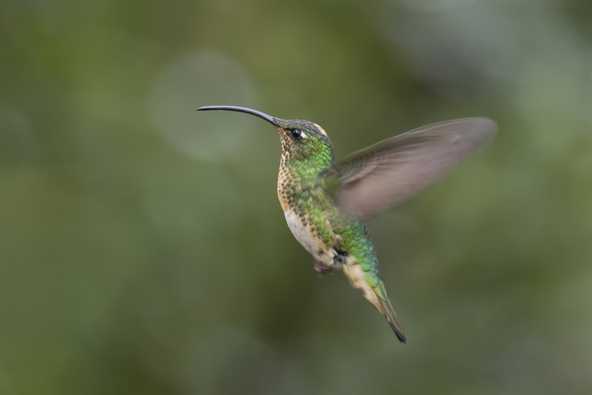 kolibřík aksamitový - ML615636444