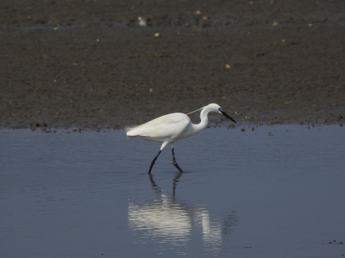 Little Egret - ML615636452