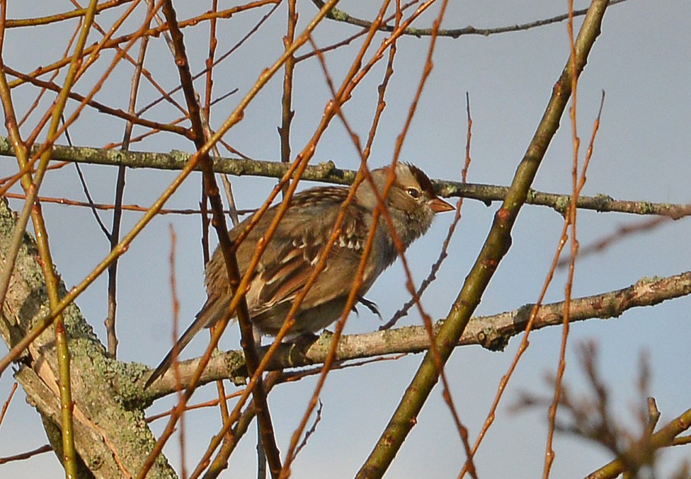 White-throated Sparrow - Bill Telfair