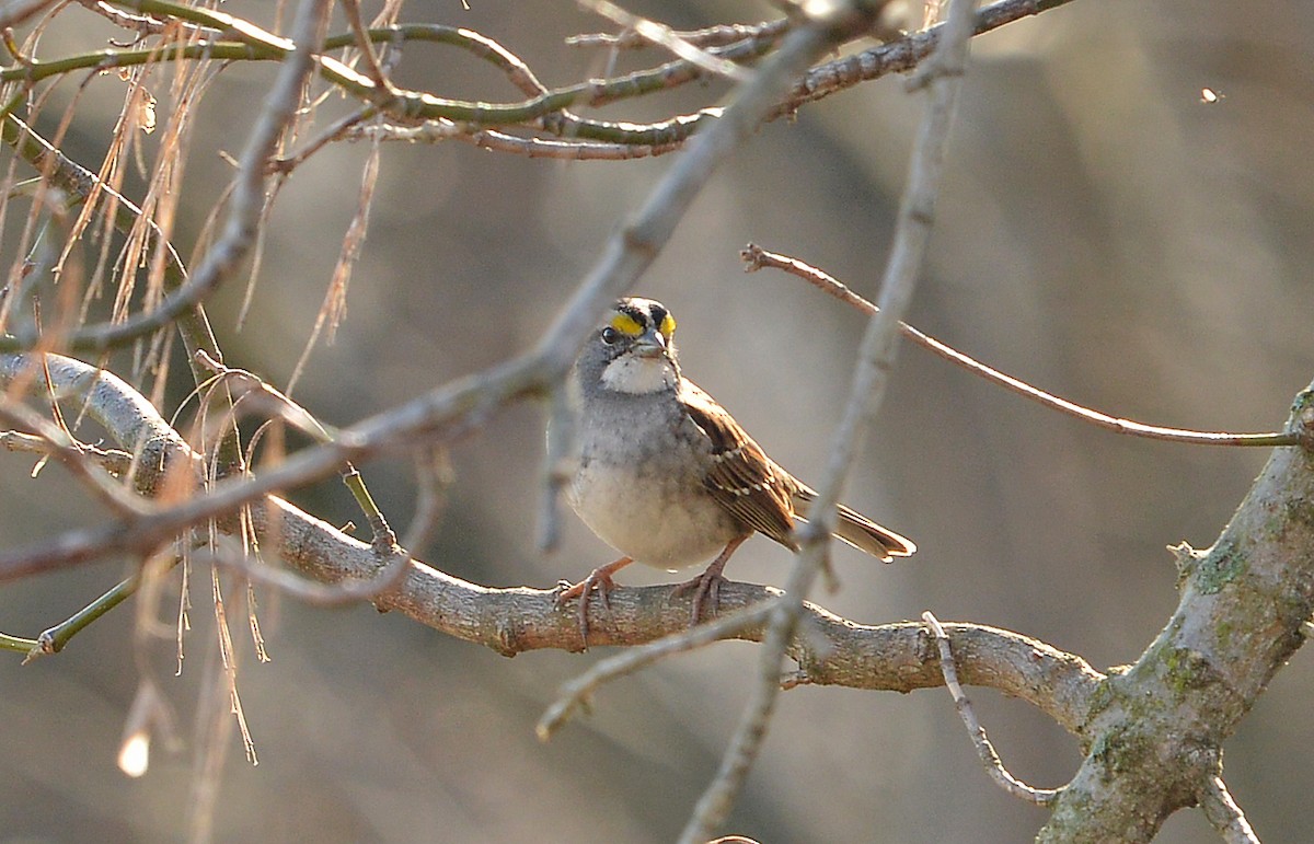 White-throated Sparrow - Bill Telfair