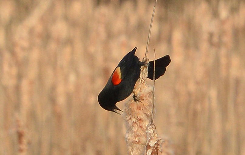 Red-winged Blackbird - Bill Telfair