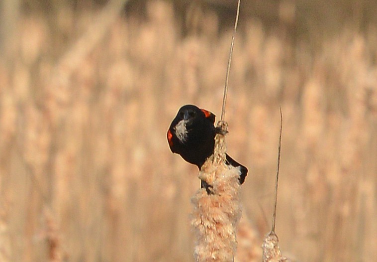 Red-winged Blackbird - Bill Telfair