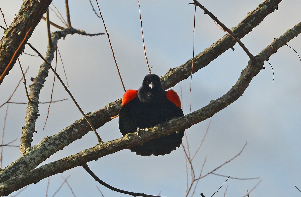 Red-winged Blackbird - Bill Telfair