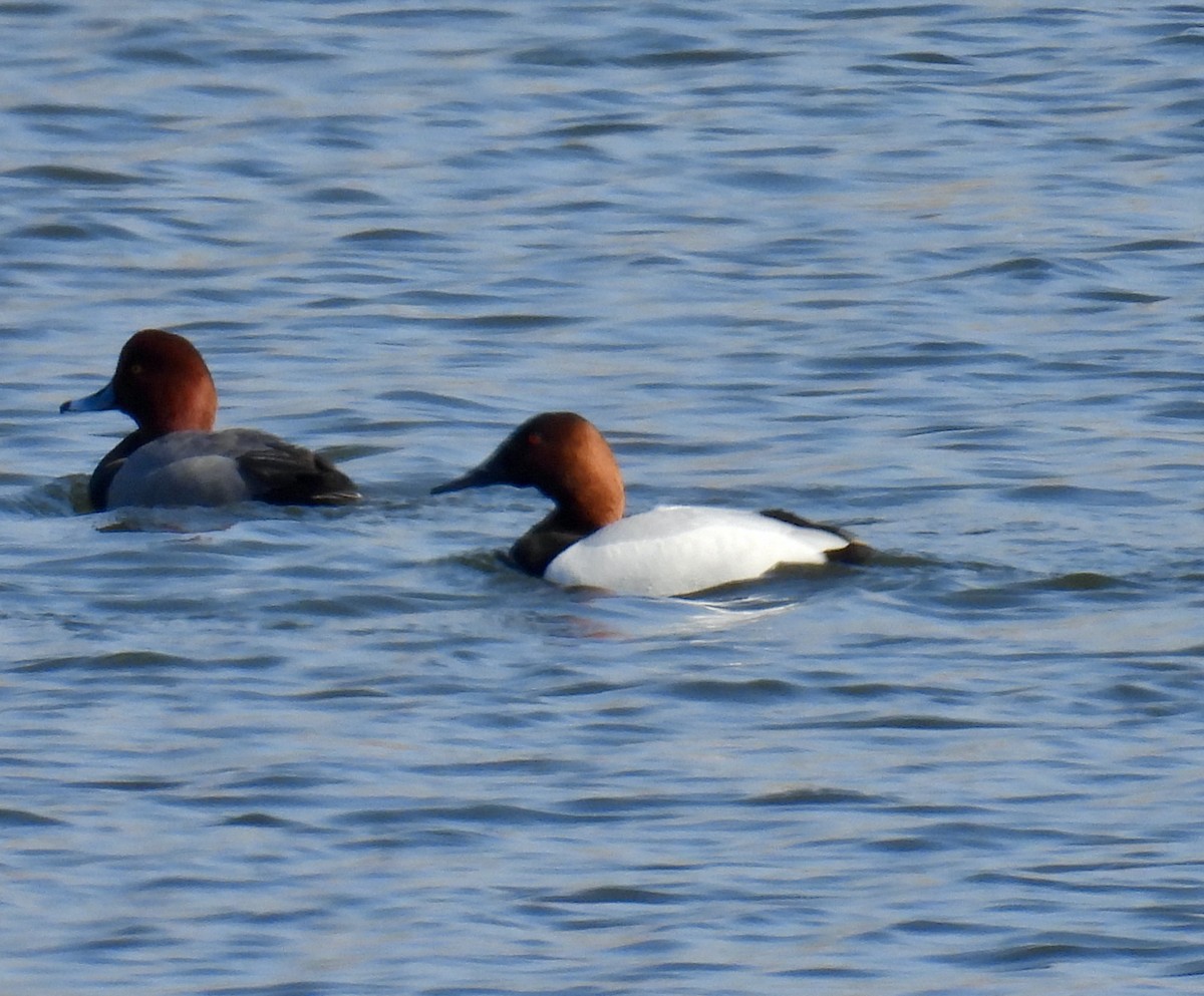 Canvasback - ML615636488