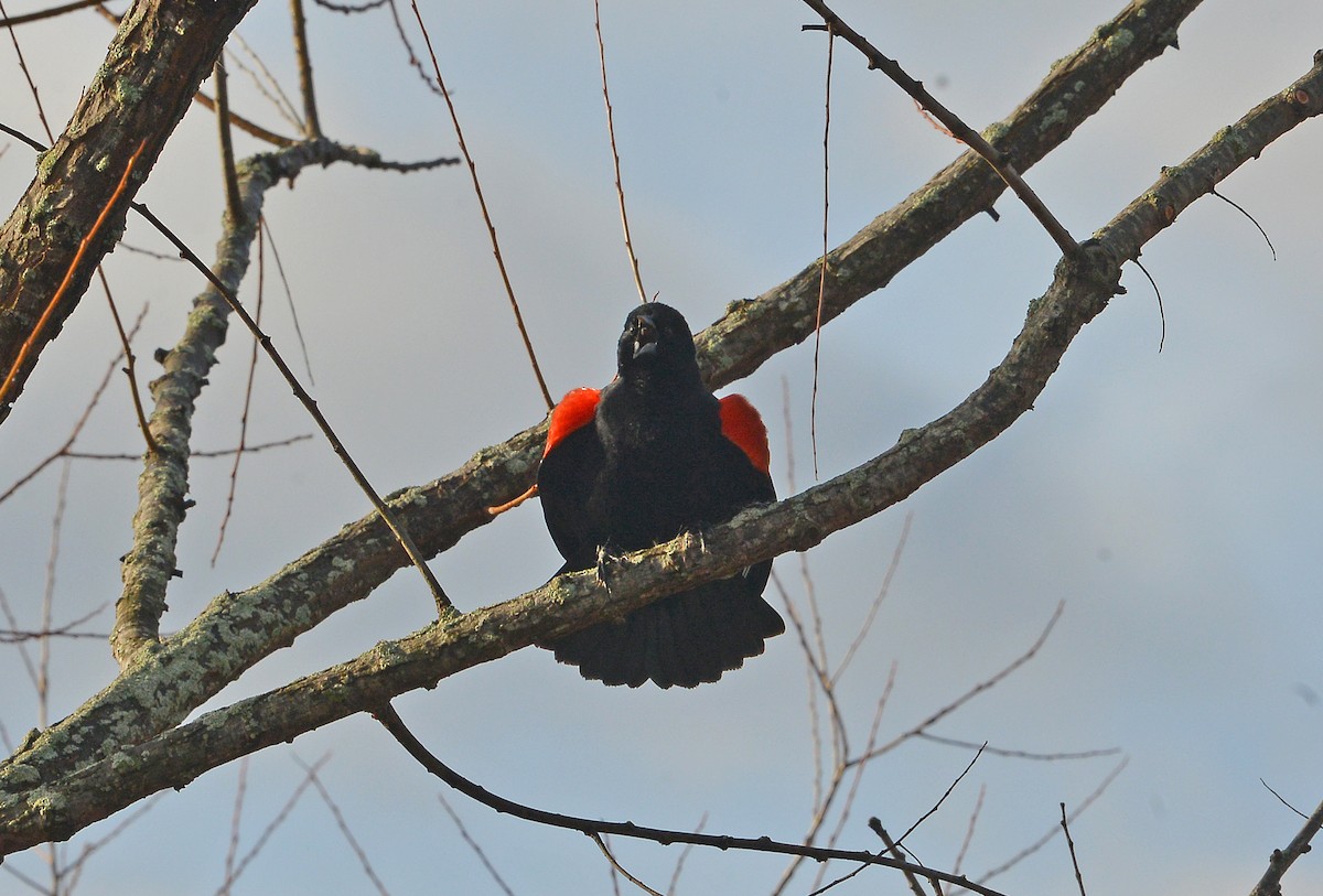 Red-winged Blackbird - Bill Telfair