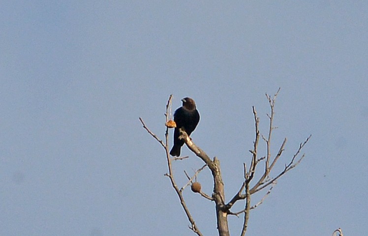 Brown-headed Cowbird - ML615636496