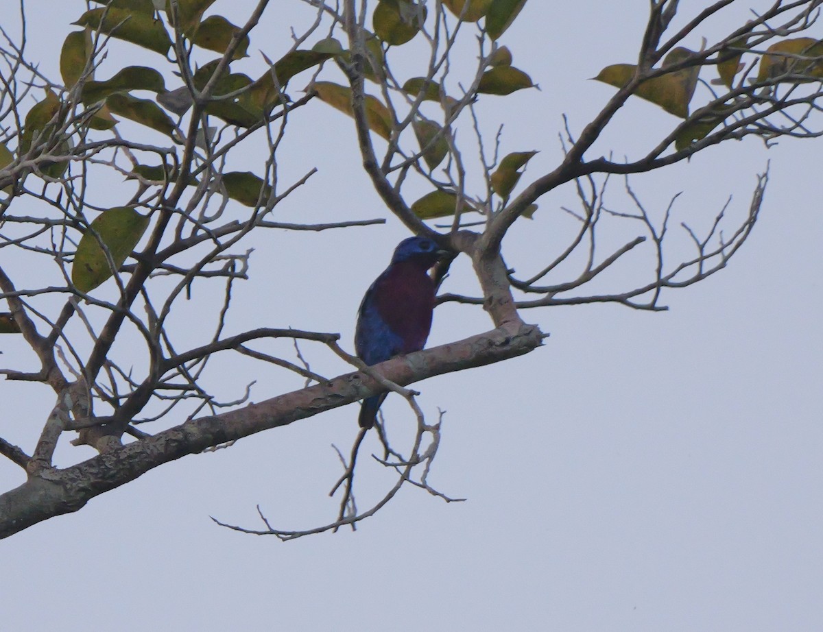 Purple-breasted Cotinga - ML615636502