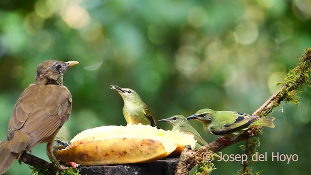Red-legged Honeycreeper - ML615636527