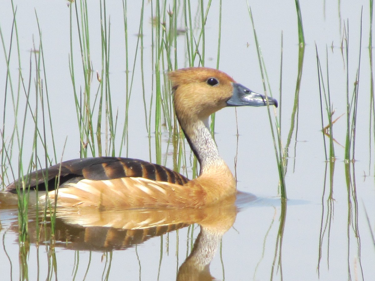 Fulvous Whistling-Duck - ML615636537