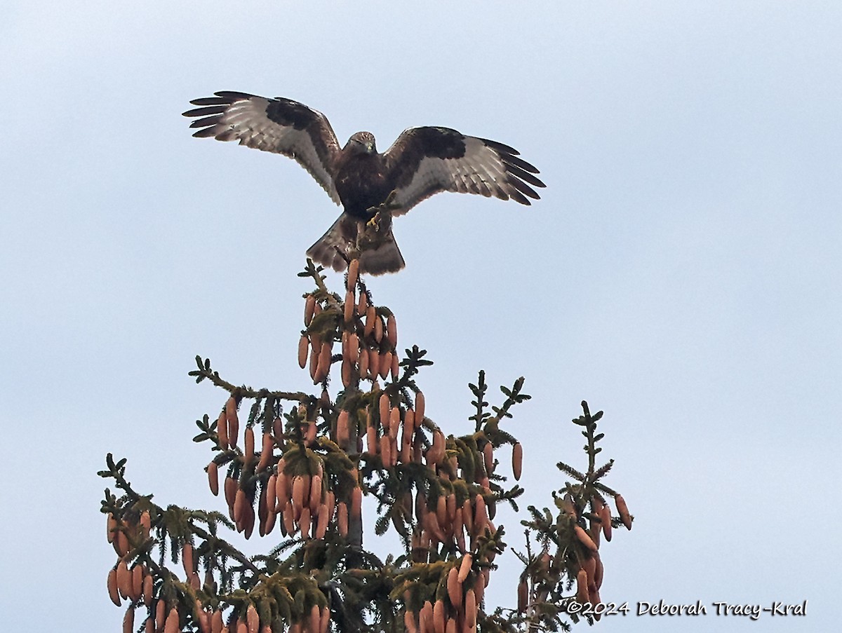 Rough-legged Hawk - ML615636542