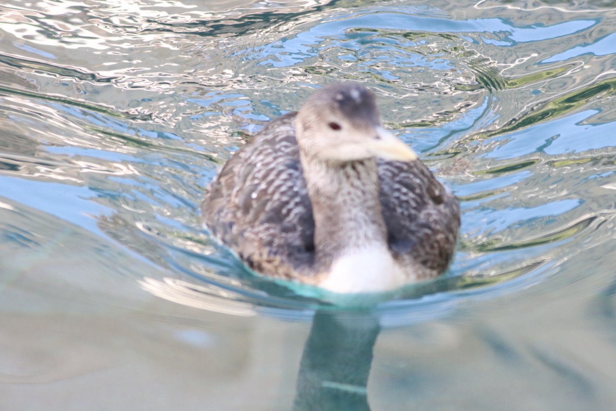 Yellow-billed Loon - ML615636582