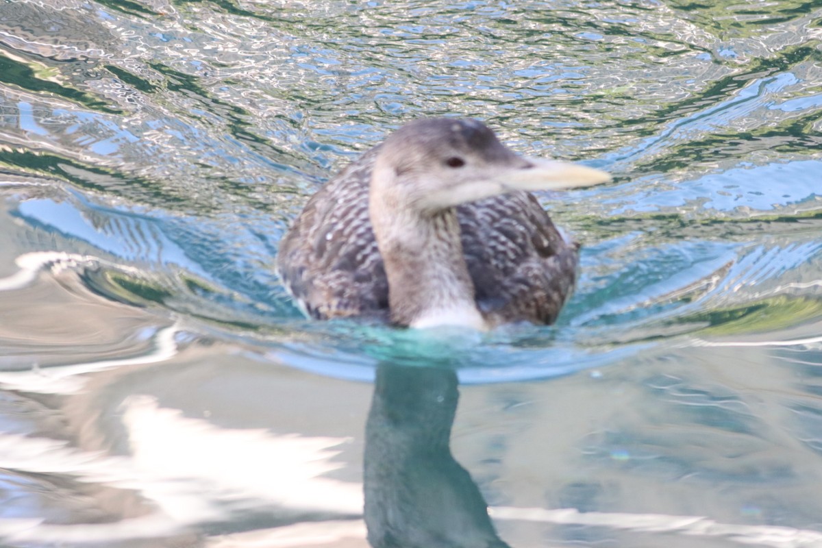 Yellow-billed Loon - ML615636583