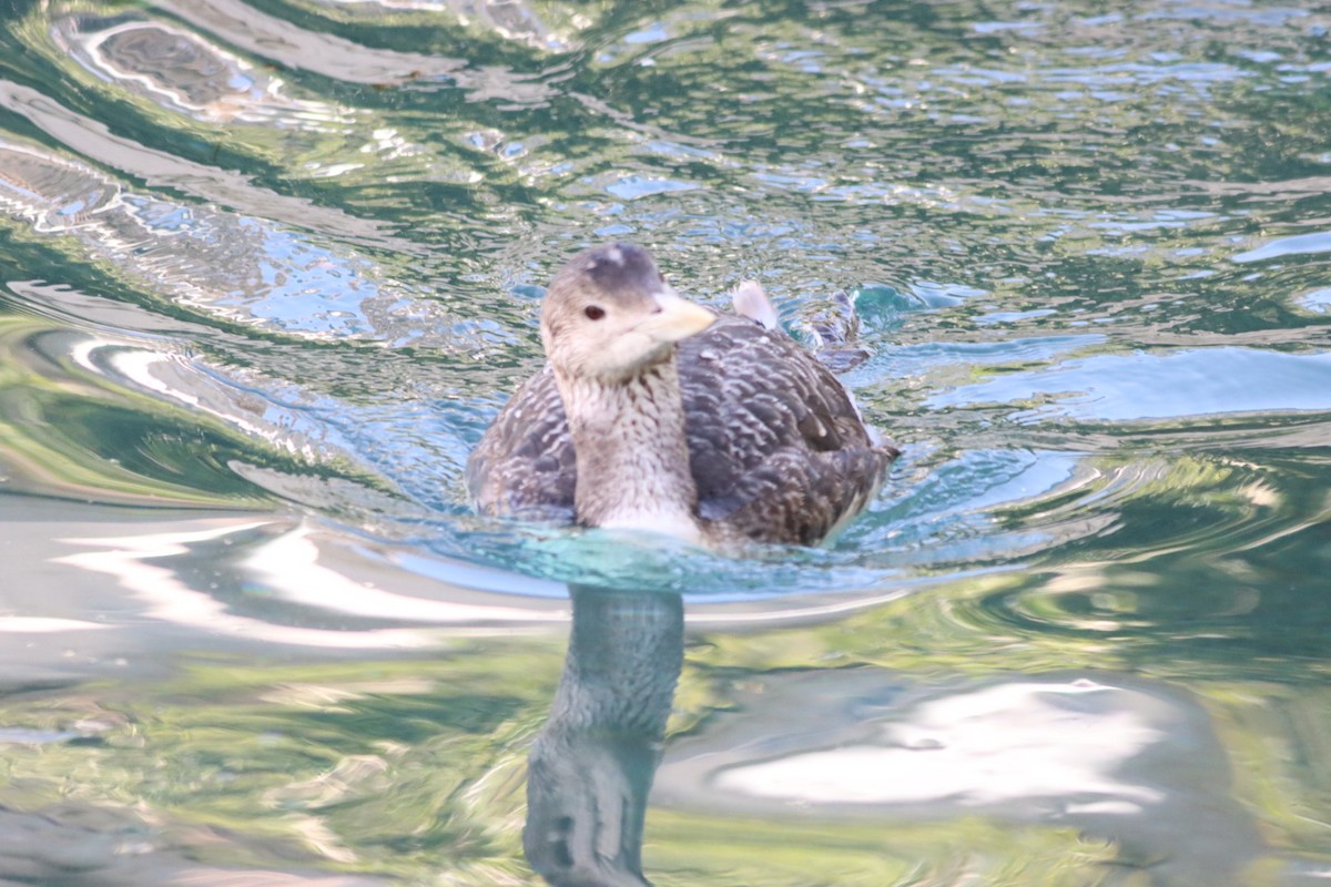 Yellow-billed Loon - ML615636584