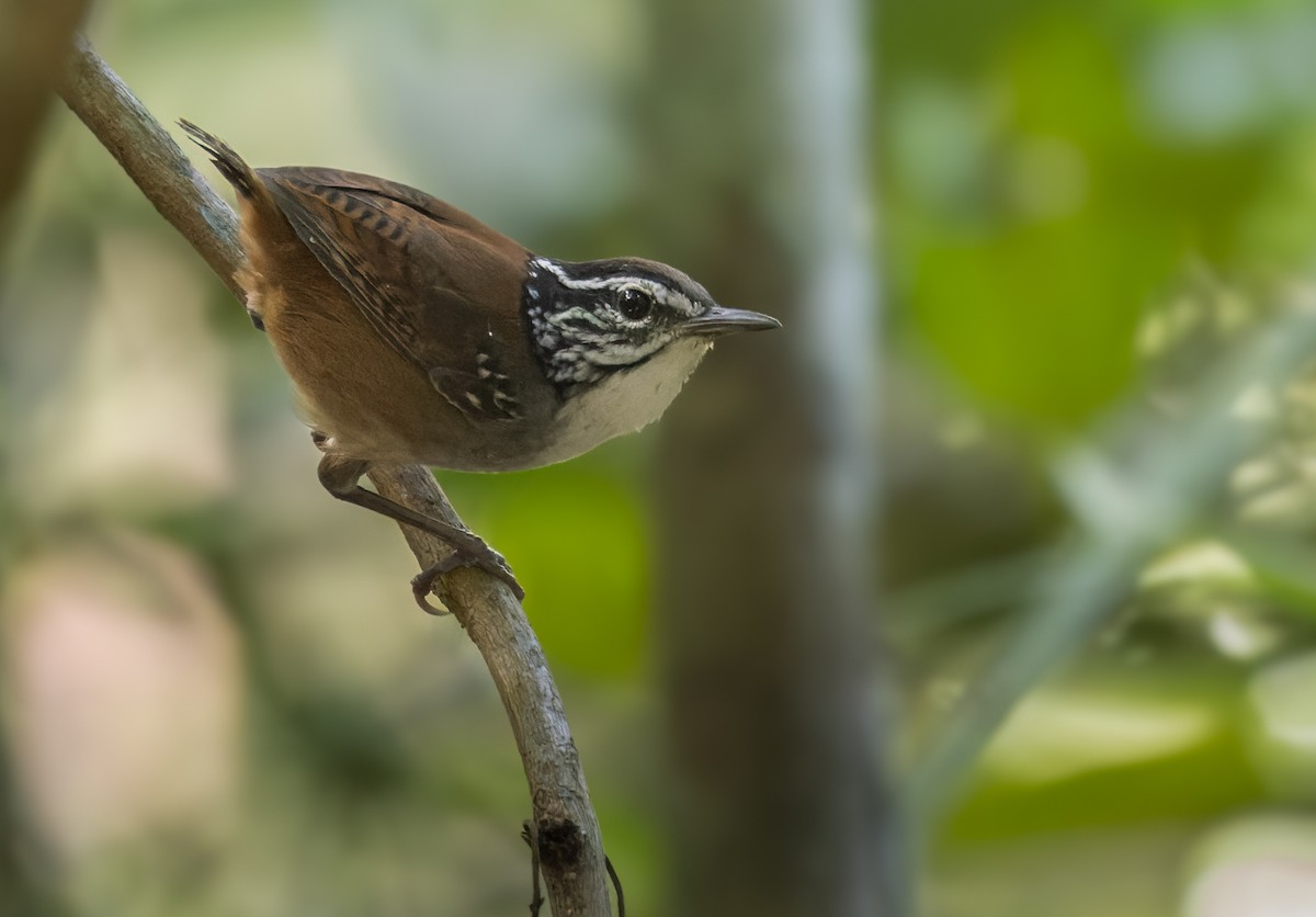White-breasted Wood-Wren (Sclater's) - ML615636653