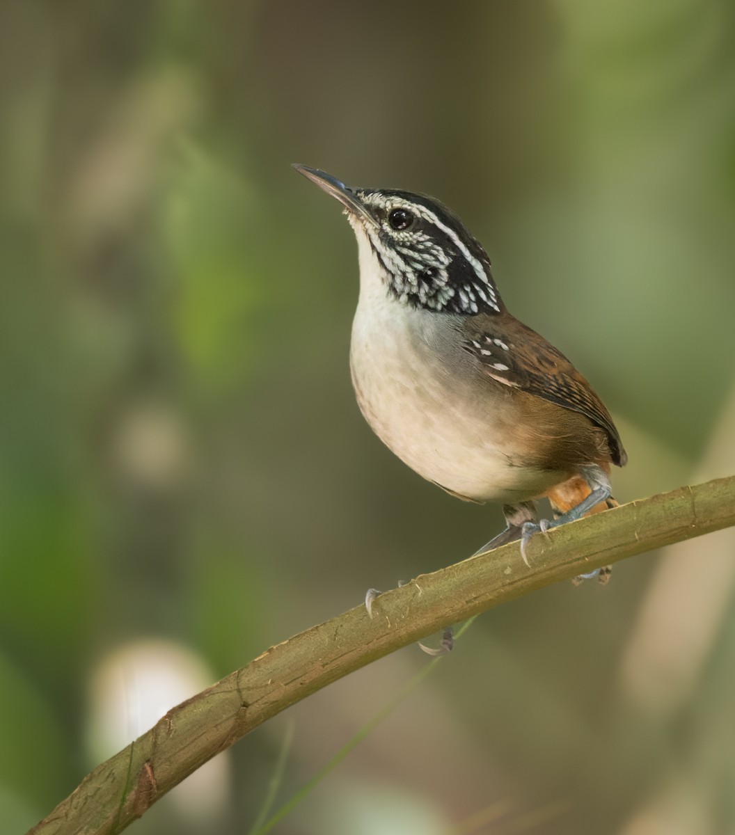 White-breasted Wood-Wren (Sclater's) - Lars Petersson | My World of Bird Photography