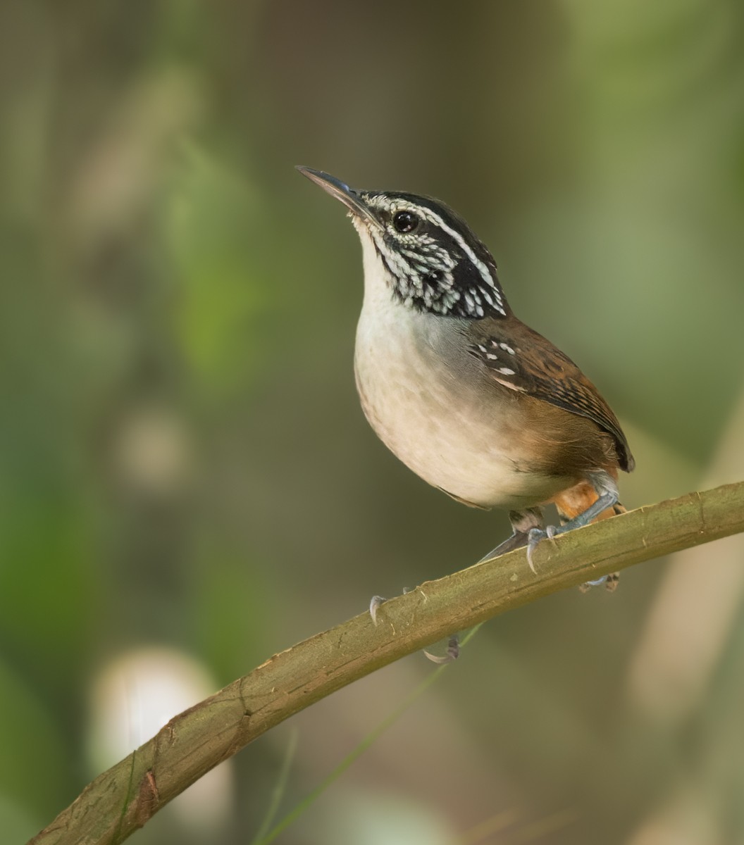 Cucarachero Pechiblanco (grupo prostheleuca) - ML615636654