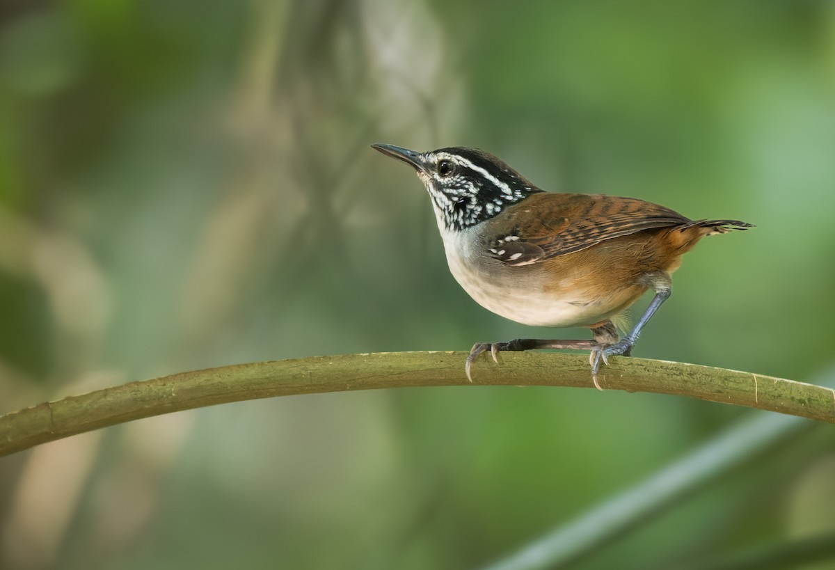 ムナジロモリミソサザイ（prostheleuca グループ） - ML615636655