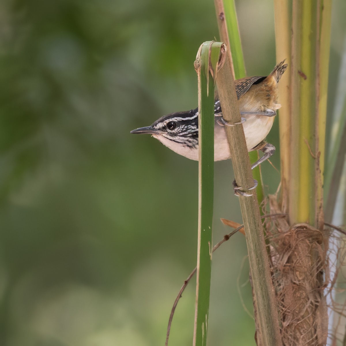 White-breasted Wood-Wren (Sclater's) - ML615636656