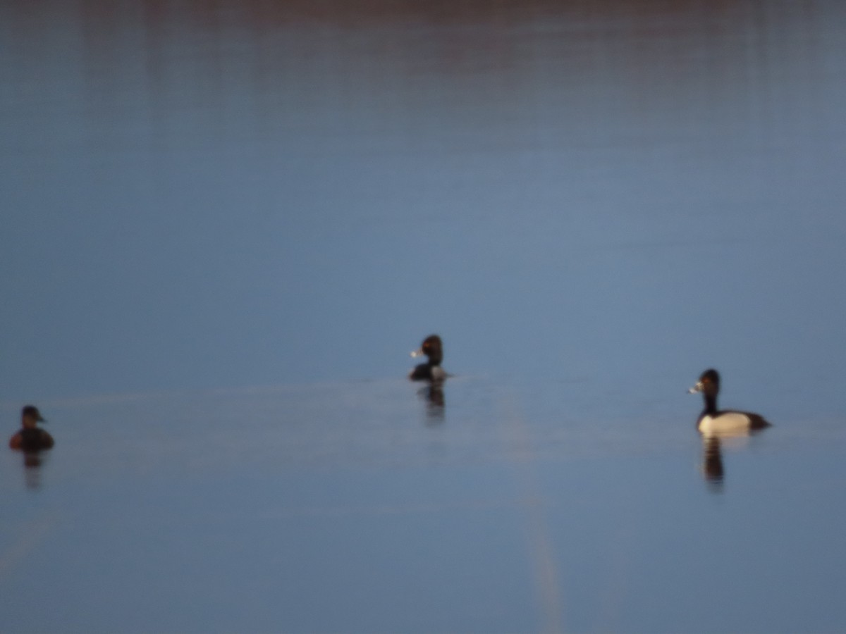 Ring-necked Duck - Lynn Barber