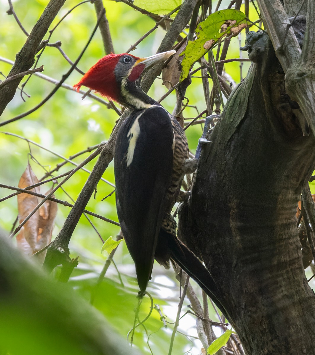 Lineated Woodpecker (Lineated) - Lars Petersson | My World of Bird Photography