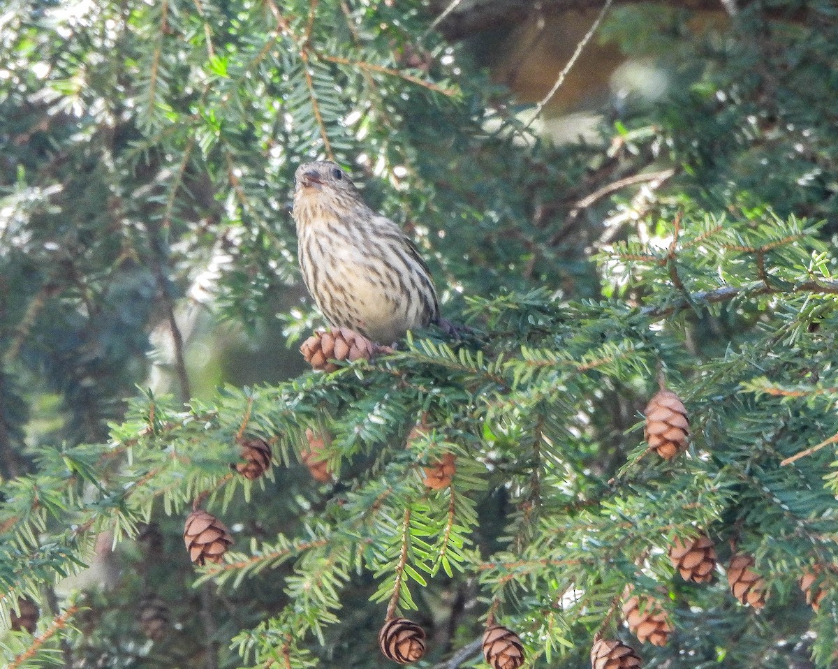 Pine Siskin - Susan Brauning