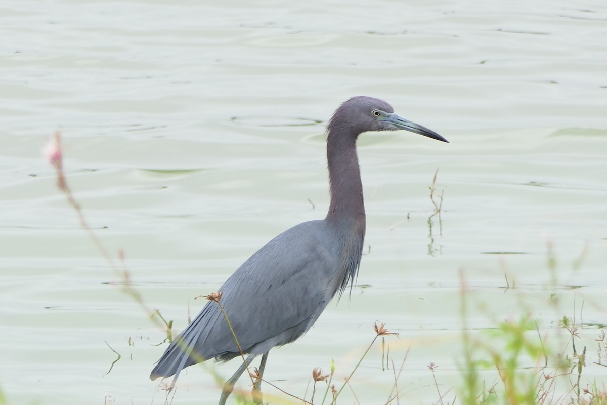 Little Blue Heron - ML615636807