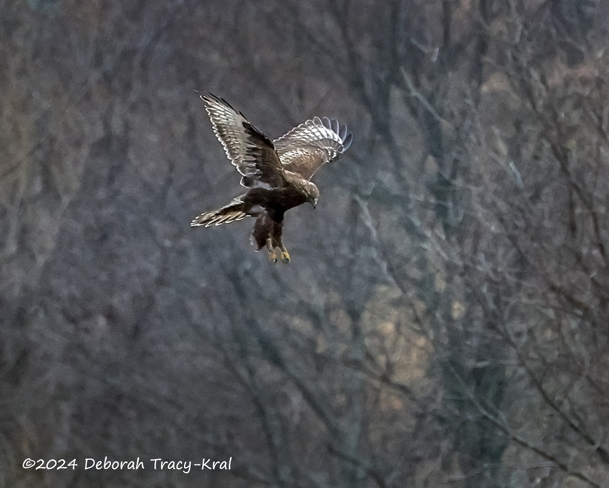 Rough-legged Hawk - Deborah Kral