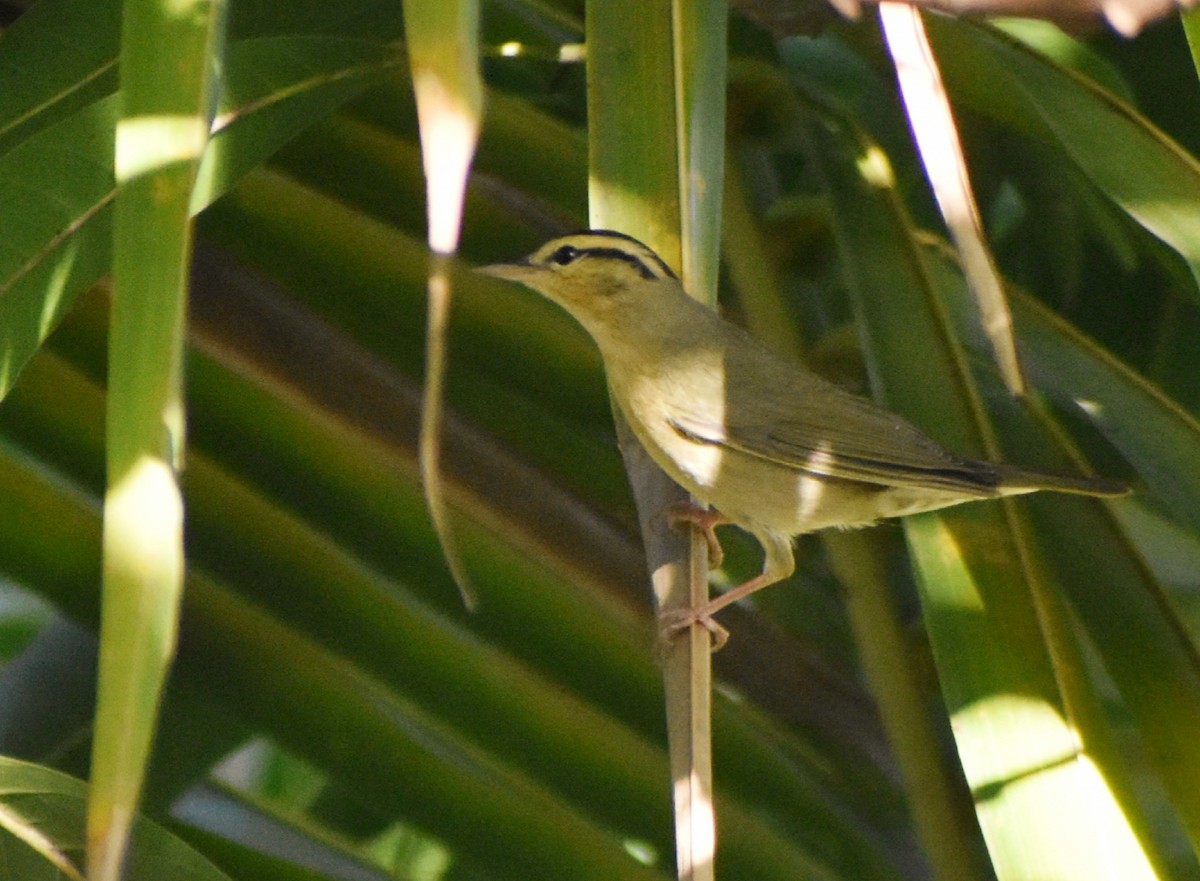 Worm-eating Warbler - Miriela Capó Díaz