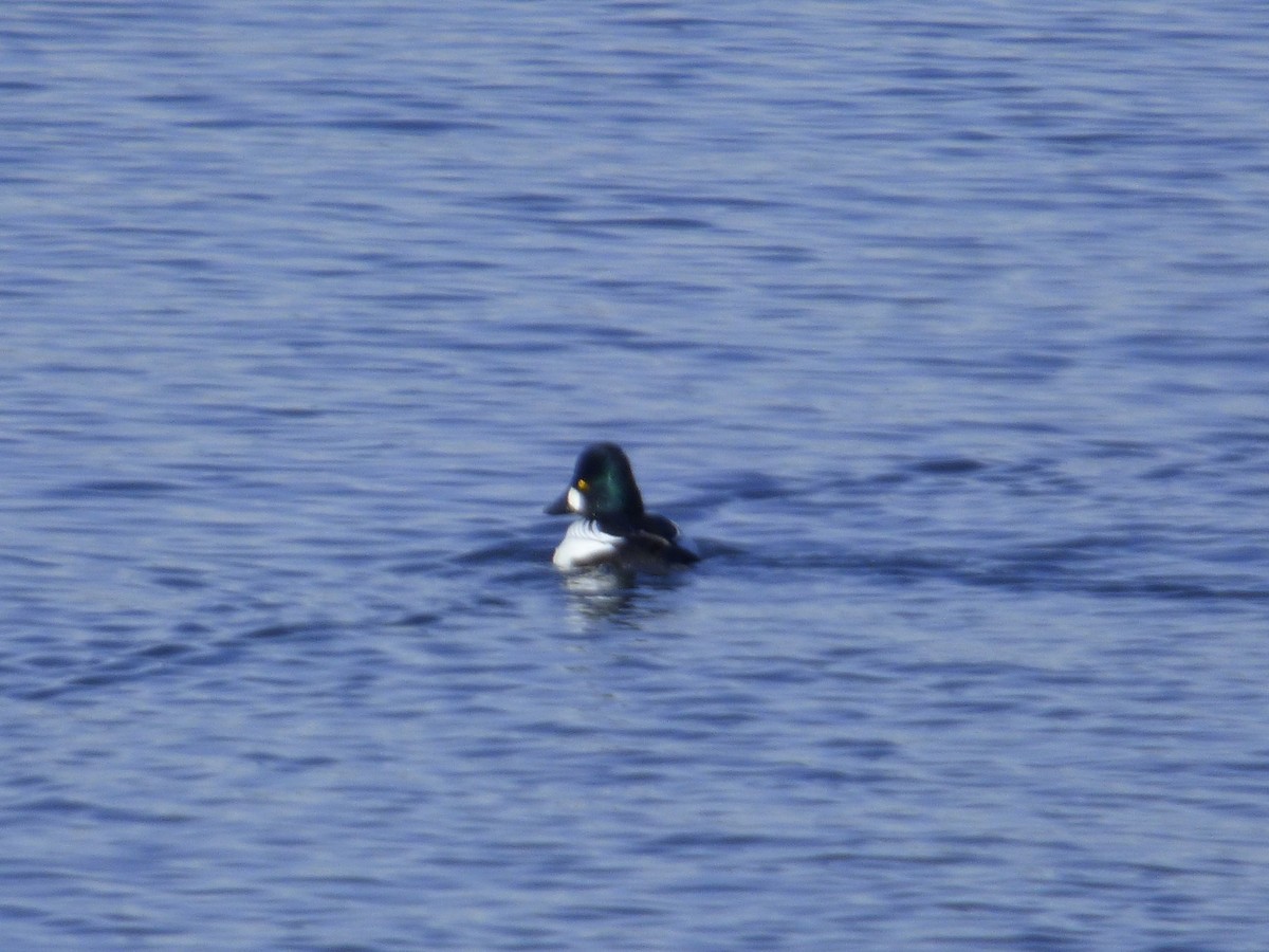 Common Goldeneye - Jennifer Popenhagen