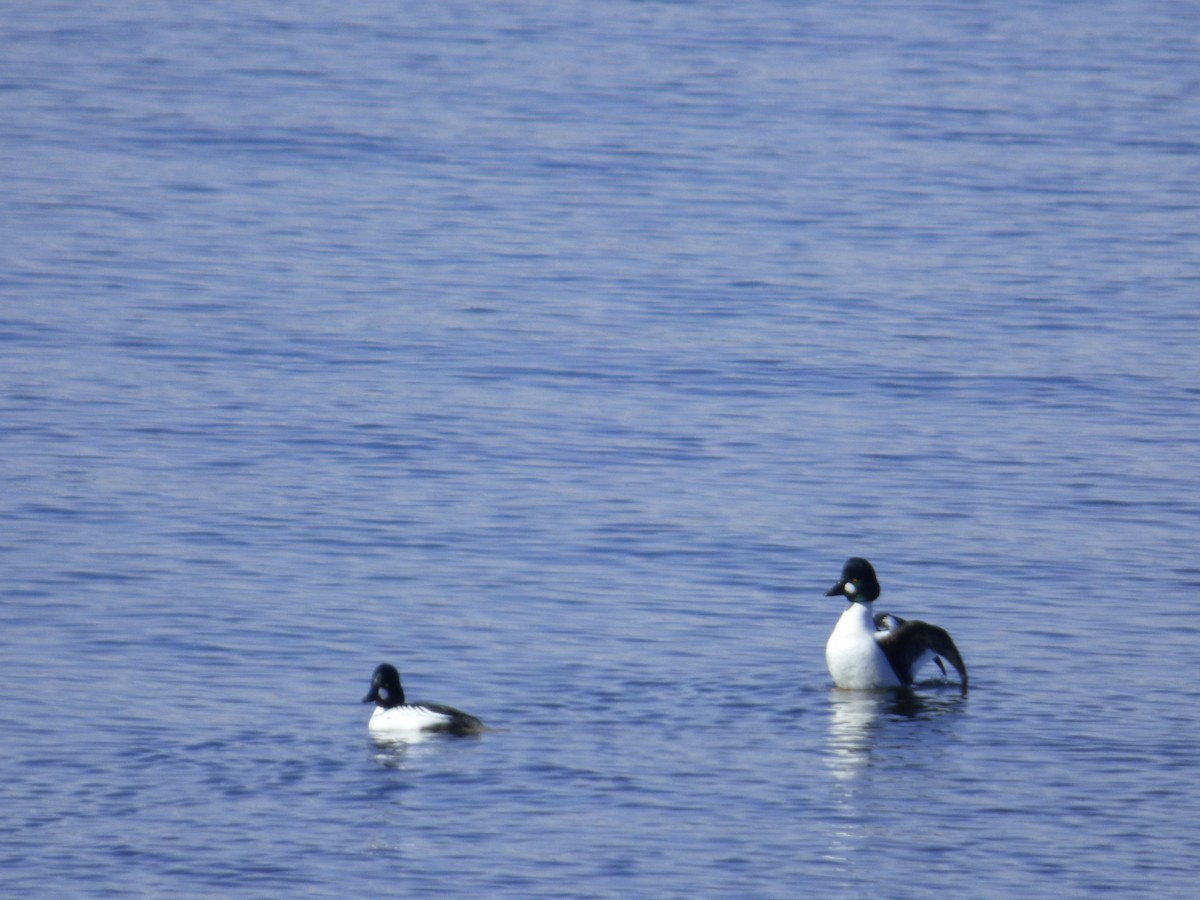 Common Goldeneye - Jennifer Popenhagen