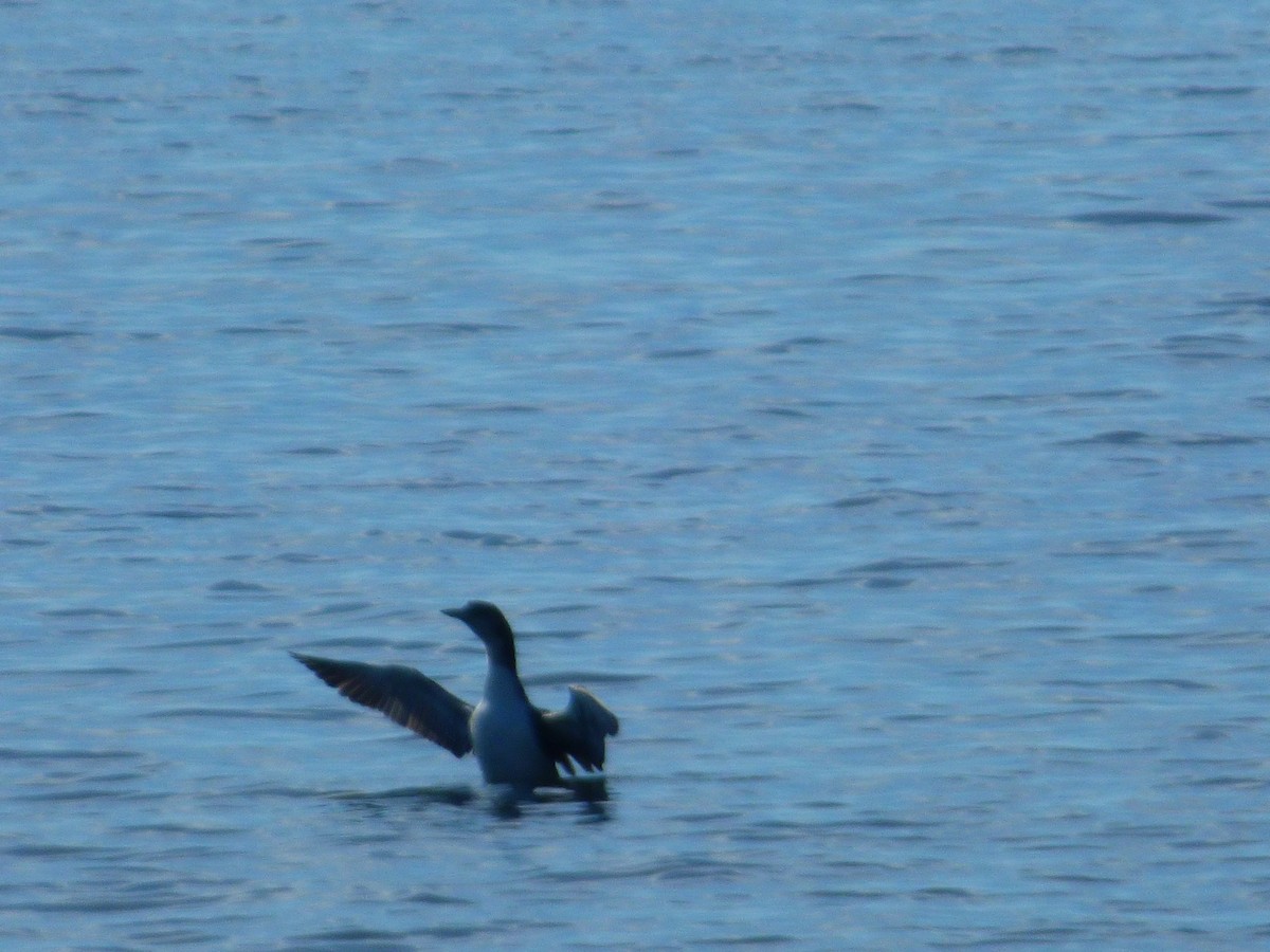 Common Loon - ML615636990