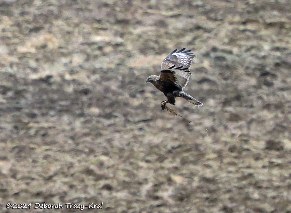 Rough-legged Hawk - ML615636991