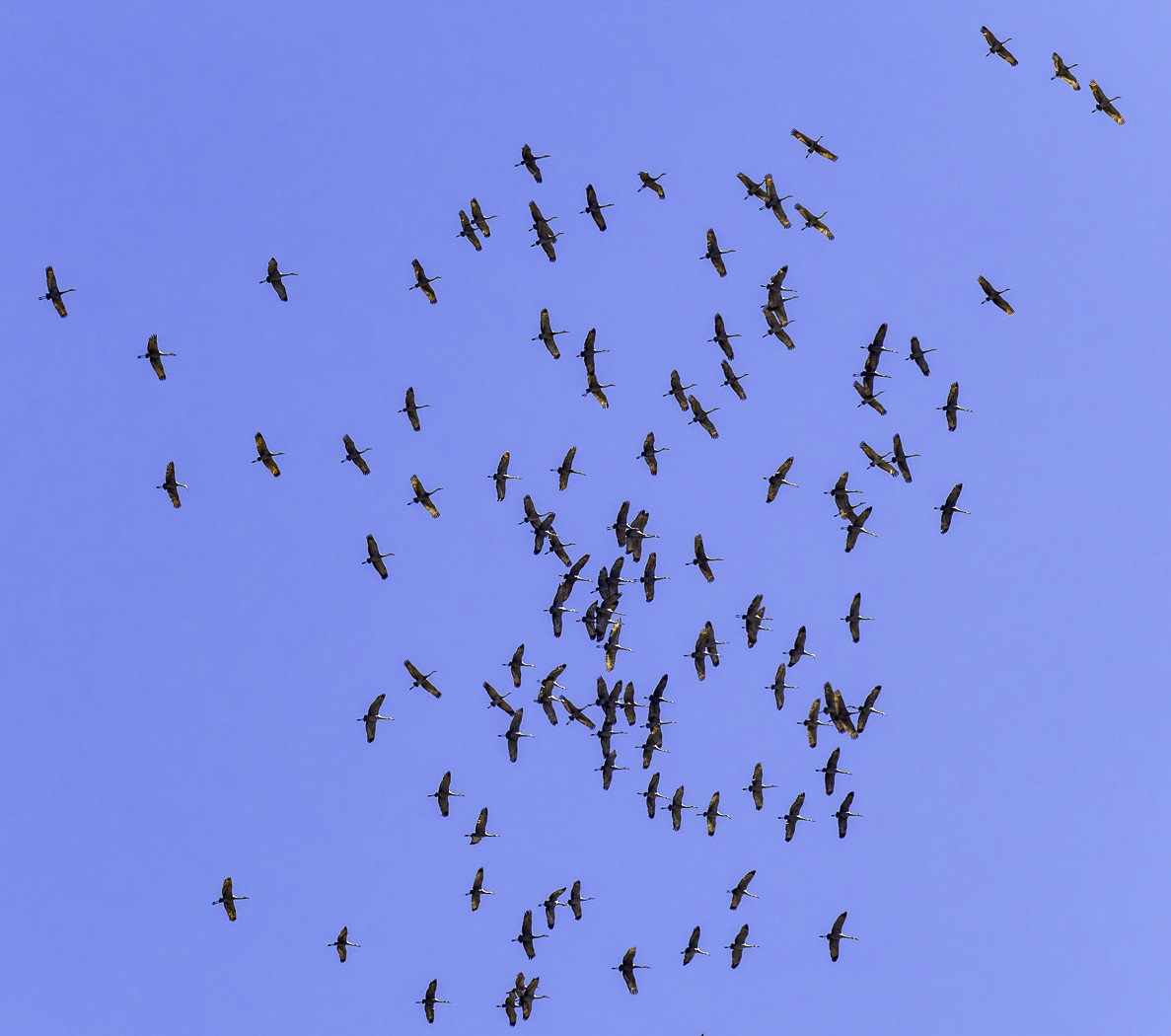 Sandhill Crane - ML615637118