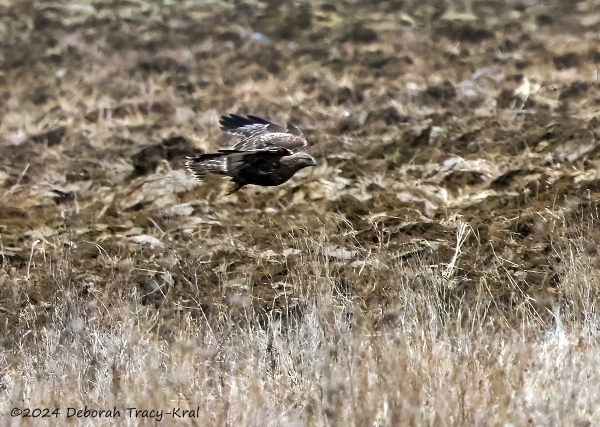 Rough-legged Hawk - ML615637122