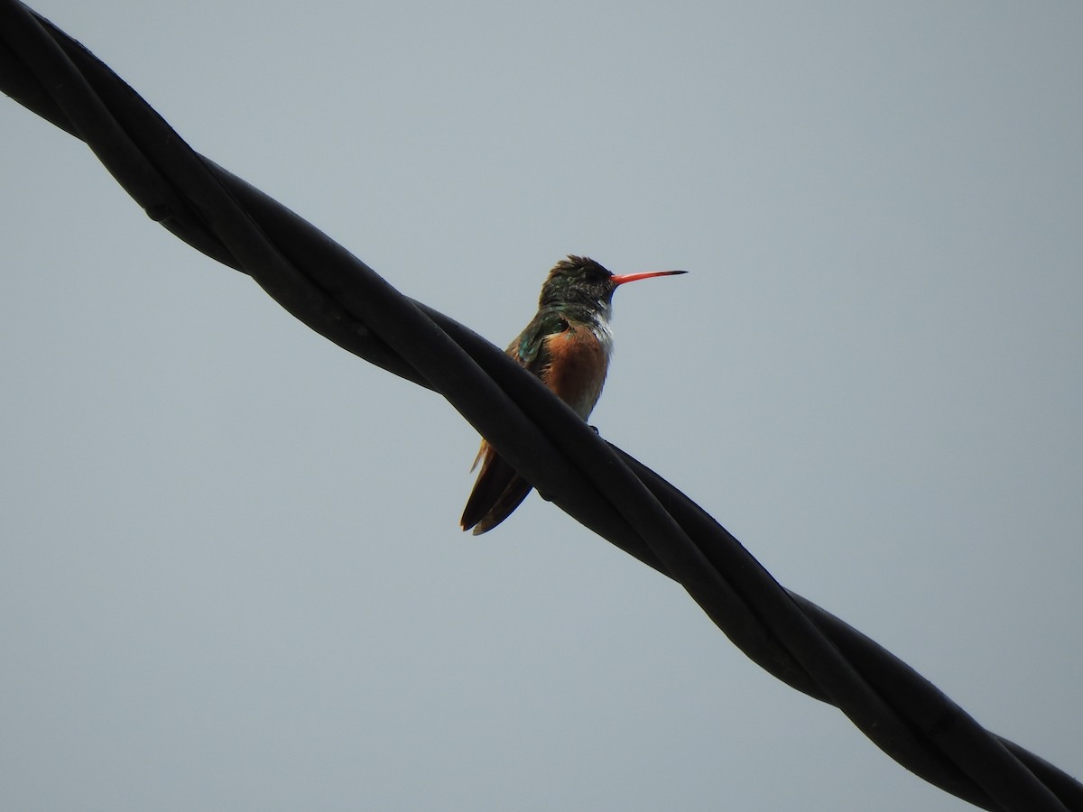 Amazilia Hummingbird - George Watola