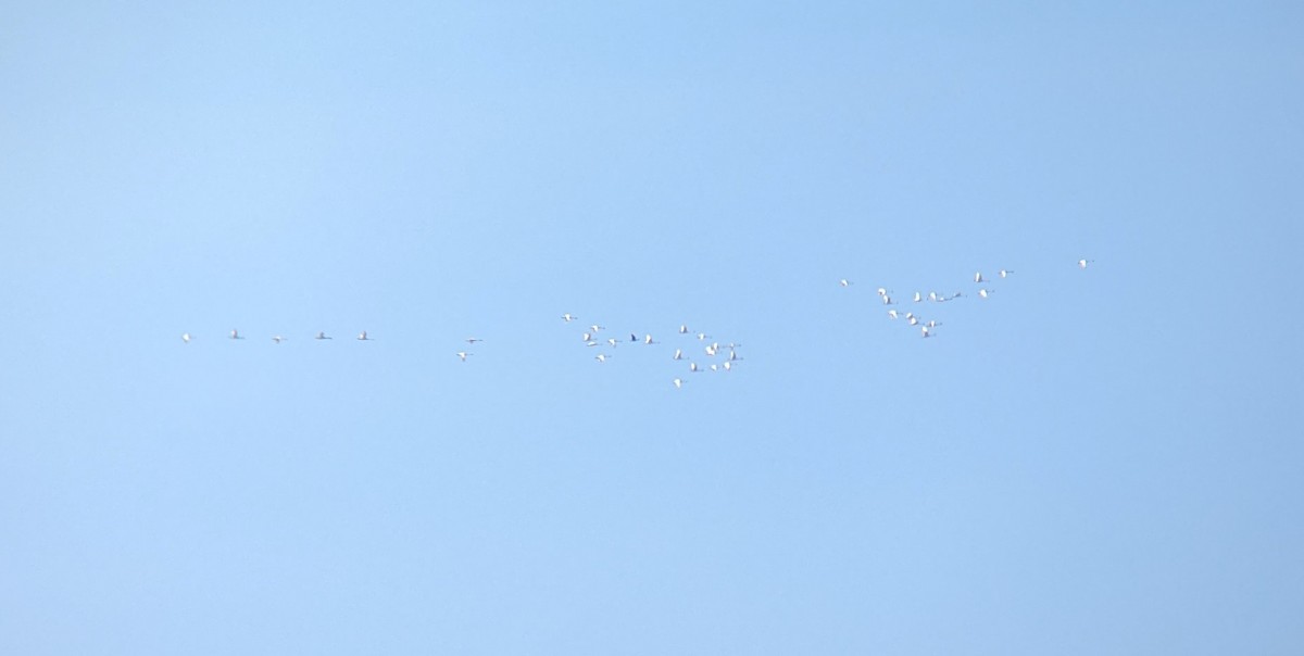 Гунгар хун - ML615637157