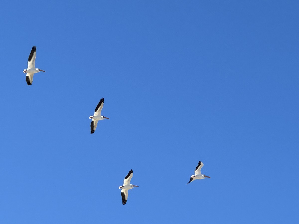 American White Pelican - ML615637164