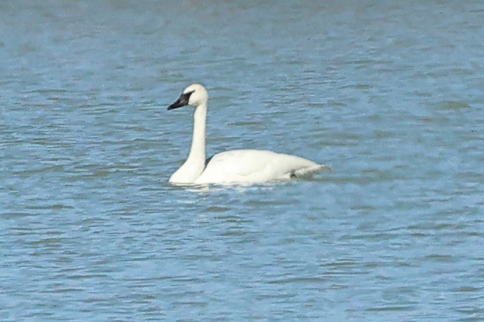 Trumpeter Swan - ML615637184