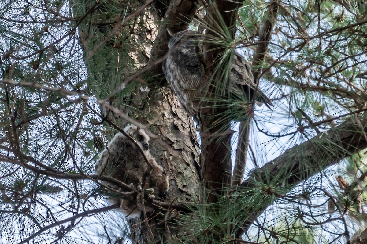Great Horned Owl - Niki Robertson