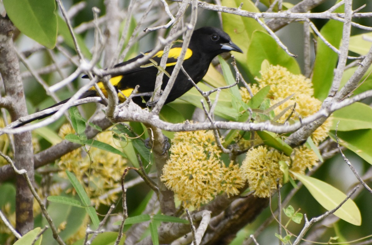 Cuban Oriole - ML615637259