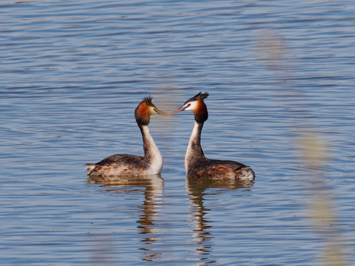 Great Crested Grebe - ML615637354