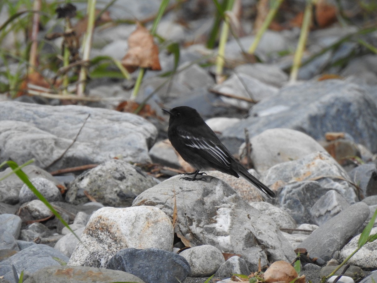 Black Phoebe - George Watola