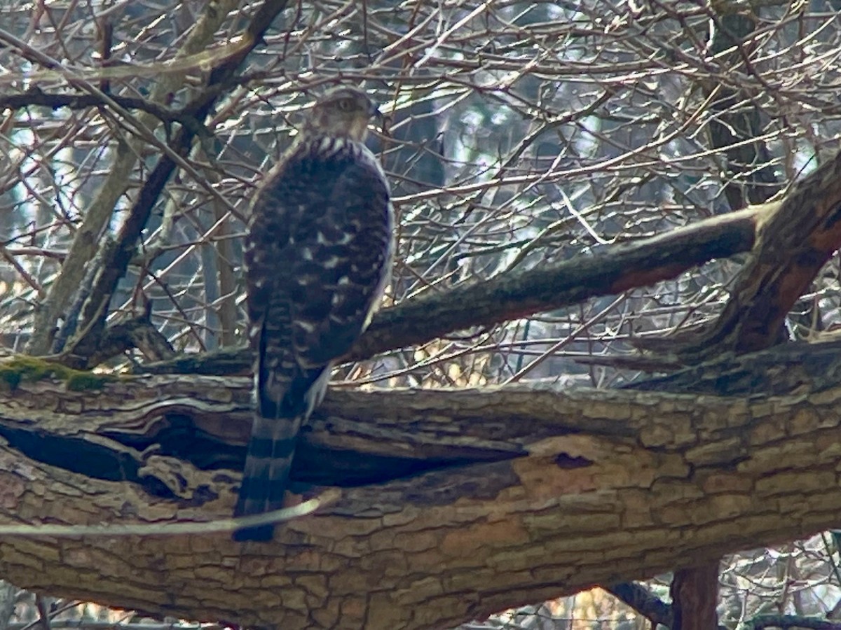 Cooper's Hawk - ML615637421