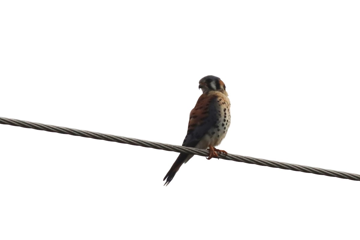 American Kestrel - Margaret Viens