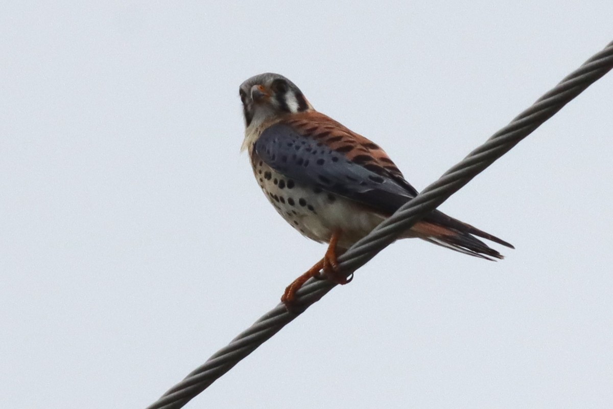 American Kestrel - Margaret Viens