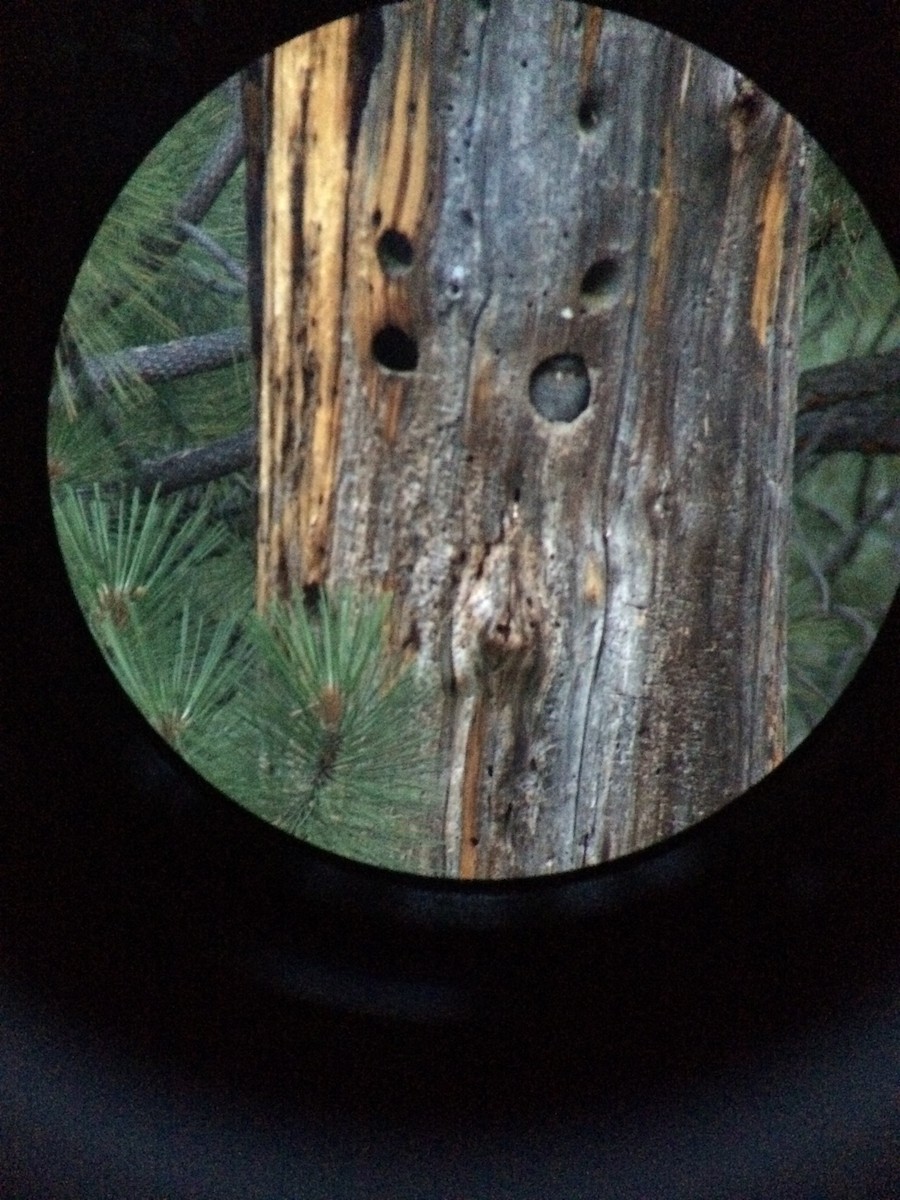 Flammulated Owl - ML615637458