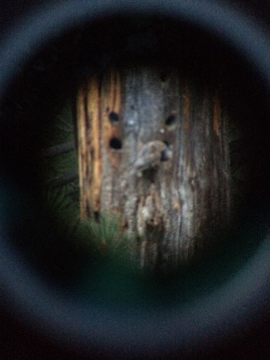 アメリカコノハズク - ML615637459