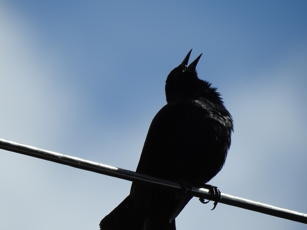 Scrub Blackbird - George Watola