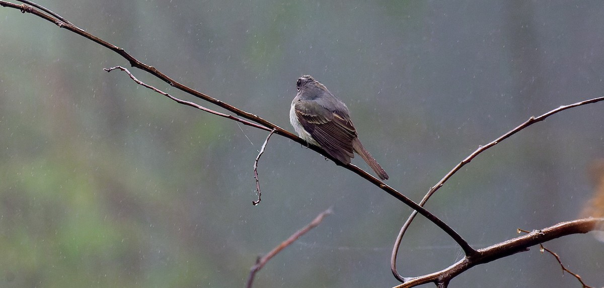 Slaty Elaenia - ML615637695